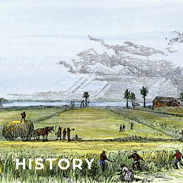 history